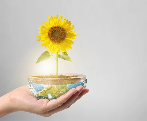 Hand holding sun flower — Stock Photo, Image