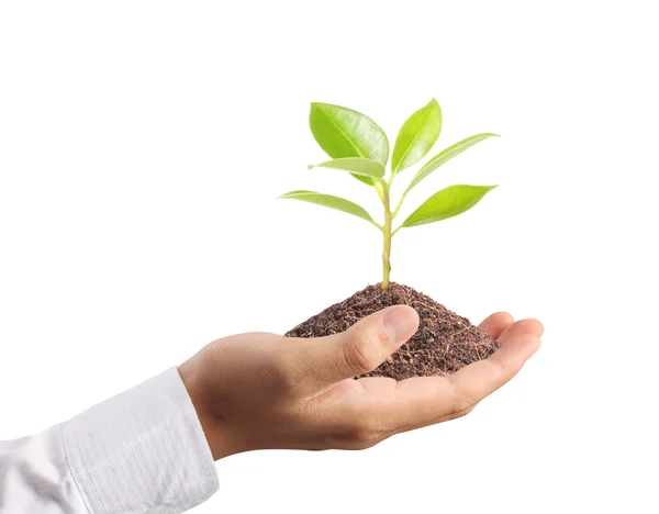 Plant in the hand — Stock Photo, Image