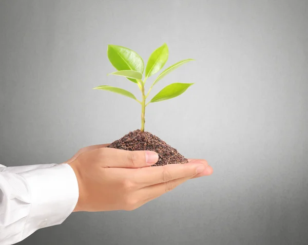 Plant in the hand — Stock Photo, Image