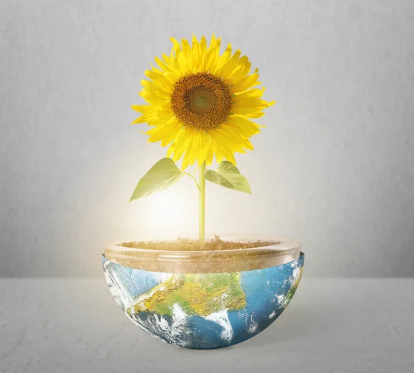 Sunflower and Earth — Stock Photo, Image