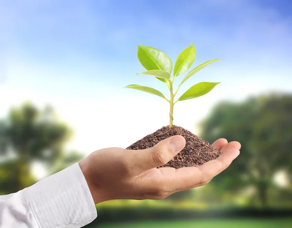 Plant in the hand — Stock Photo, Image