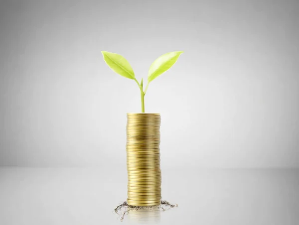 Gold the coins and graph them  and plant growing — Stock Photo, Image