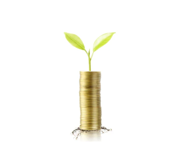Gold the coins and graph them  and plant growing — Stock Photo, Image