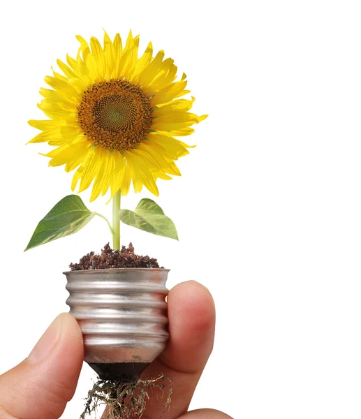 Sunflower inside Bulb — Stock Photo, Image