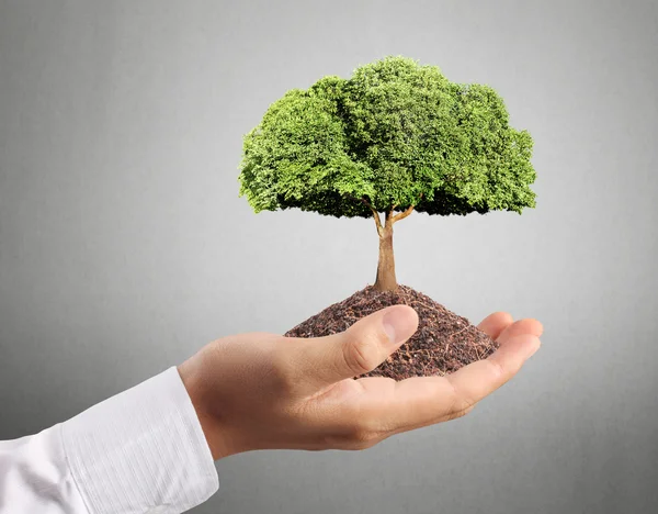 Árbol en mano — Foto de Stock