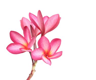 izole frangipani çiçek 