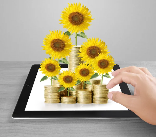 Sonnenblume und Münzen Geld Wachstumskonzept — Stockfoto