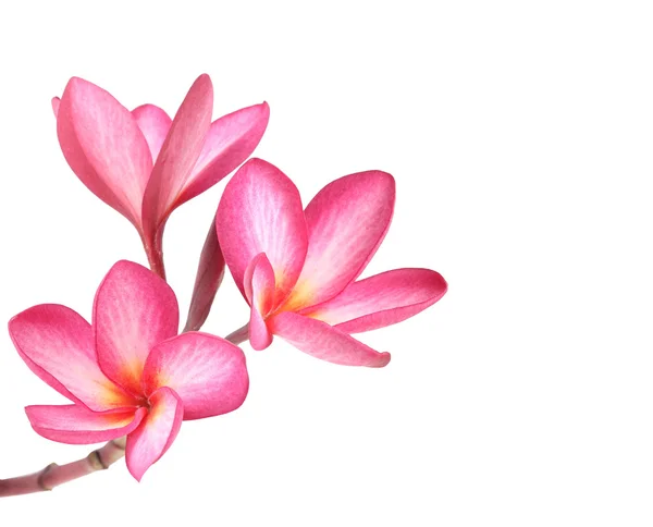 Frangipani blomma isolerade — Stockfoto