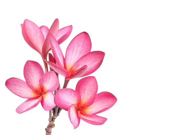 Frangipani-Blüte isoliert — Stockfoto