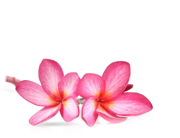 Frangipani flower isolated Stock Image