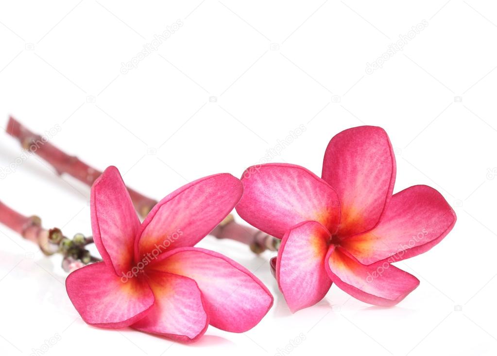 Frangipani flower isolated 