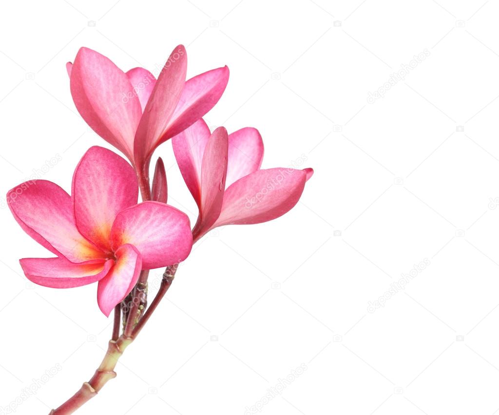 Frangipani flower isolated 
