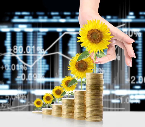 Girasol y monedas Concepto de crecimiento del dinero —  Fotos de Stock