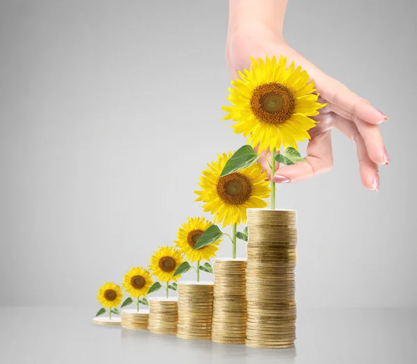 Sonnenblume und Münzen Geld Wachstumskonzept — Stockfoto