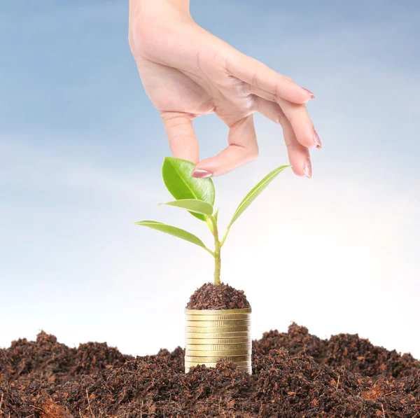 Green plant on the gold coins — Stock Photo, Image