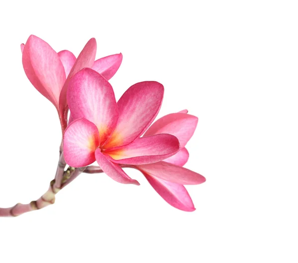 Izole frangipani çiçek — Stok fotoğraf