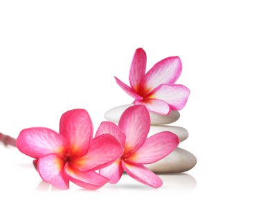 izole frangipani çiçek 