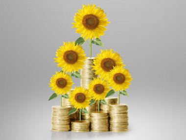 Ayçiçeği ve sikkeler para büyüme kavramı