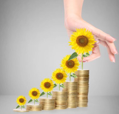 Ayçiçeği ve sikkeler para büyüme kavramı