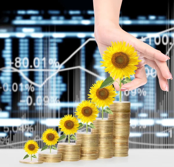 Girasol y monedas Concepto de crecimiento del dinero —  Fotos de Stock