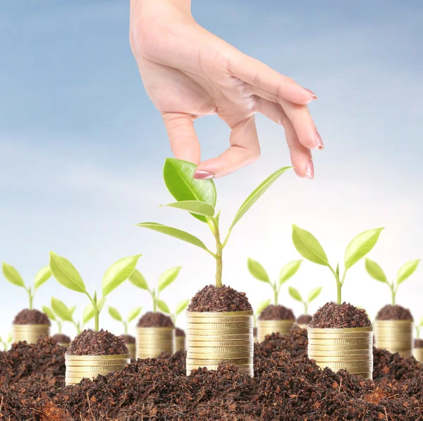 Groene plant op de gouden munten — Stockfoto