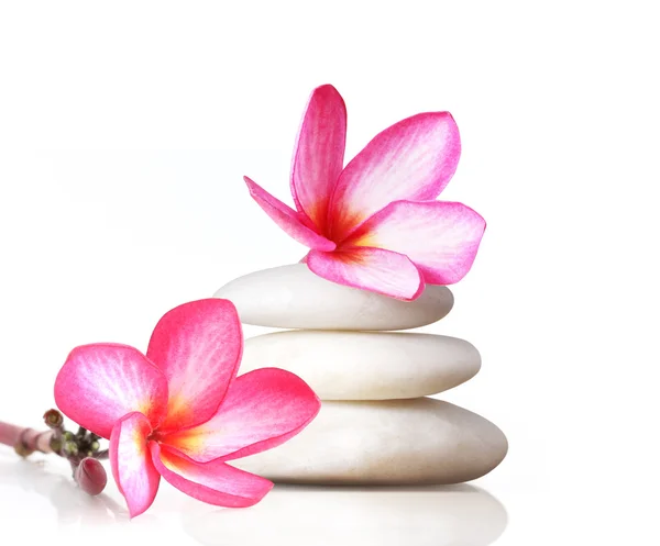 Frangipani flower isolated — Stock Photo, Image