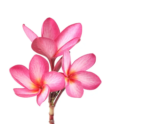 Izole frangipani çiçek — Stok fotoğraf