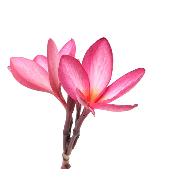 Flor de frangipani isolada — Fotografia de Stock