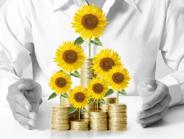 Zonnebloem en munten geld groei concept — Stockfoto