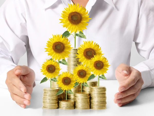 Sunflower and coins Konsep pertumbuhan uang — Stok Foto