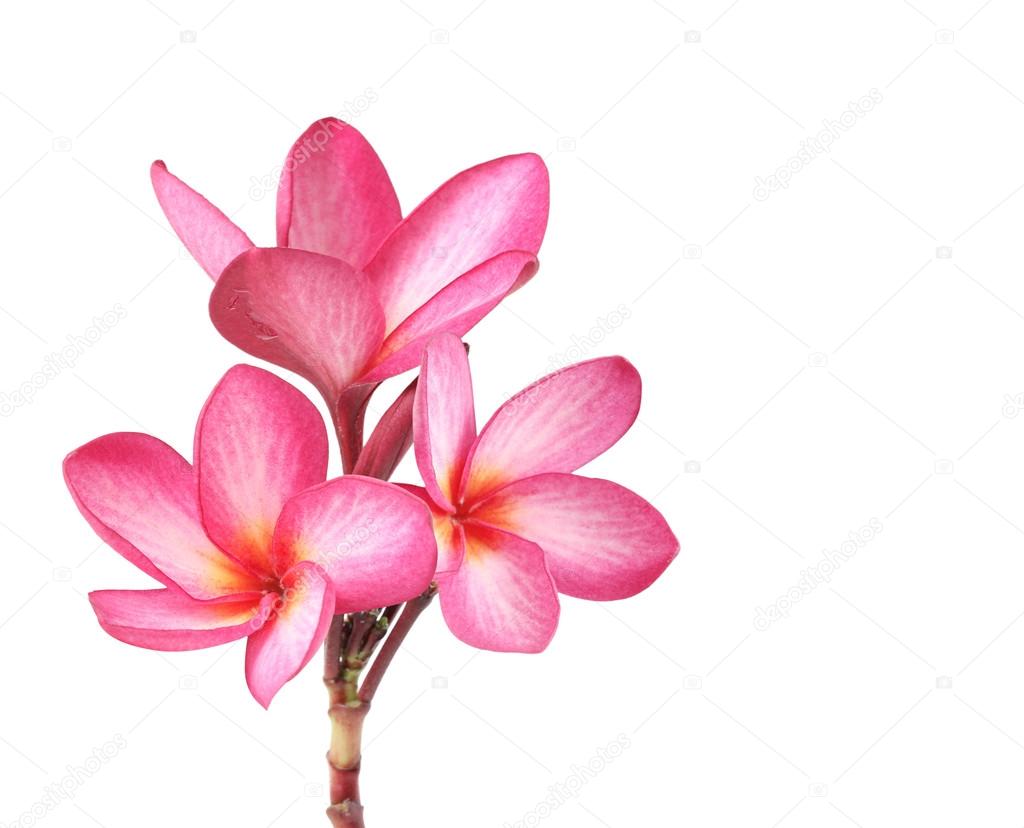 Frangipani flower isolated 