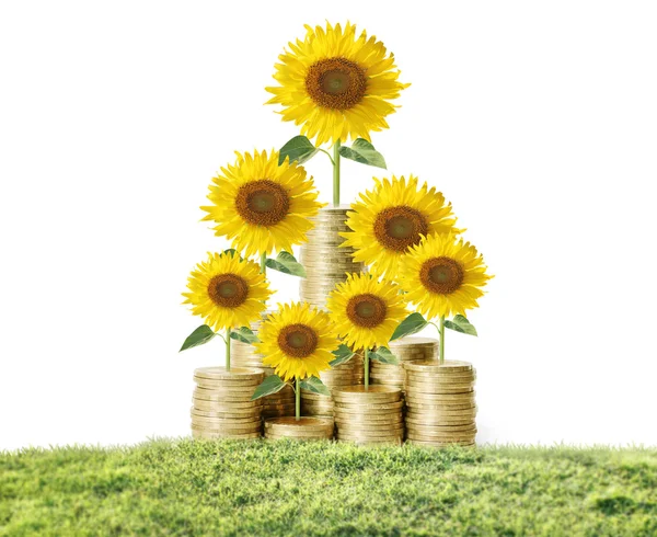 Blumen, die aus Geld wachsen — Stockfoto