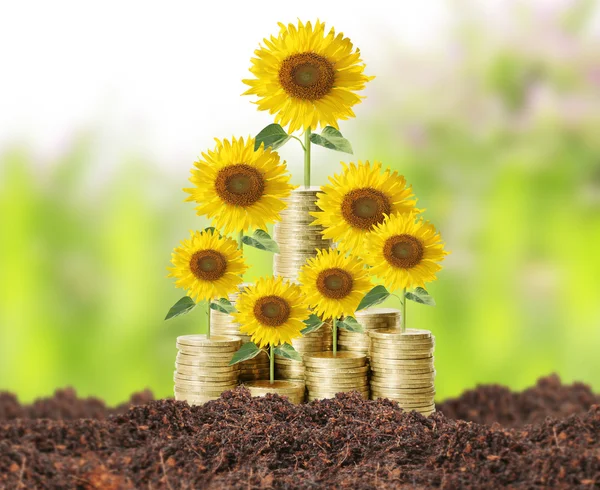 Blumen, die aus Geld wachsen — Stockfoto