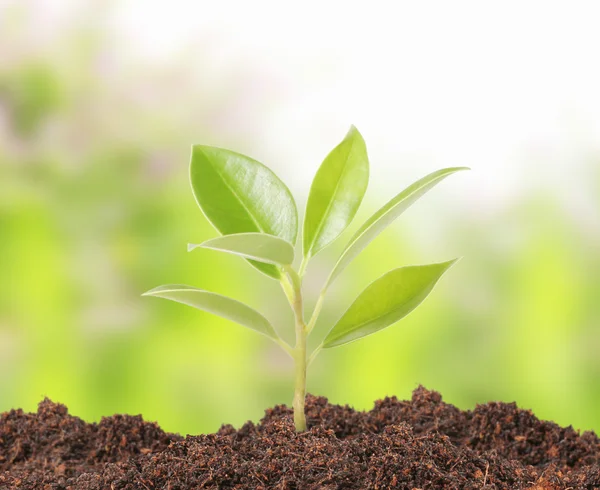 Young plant new life — Stock Photo, Image