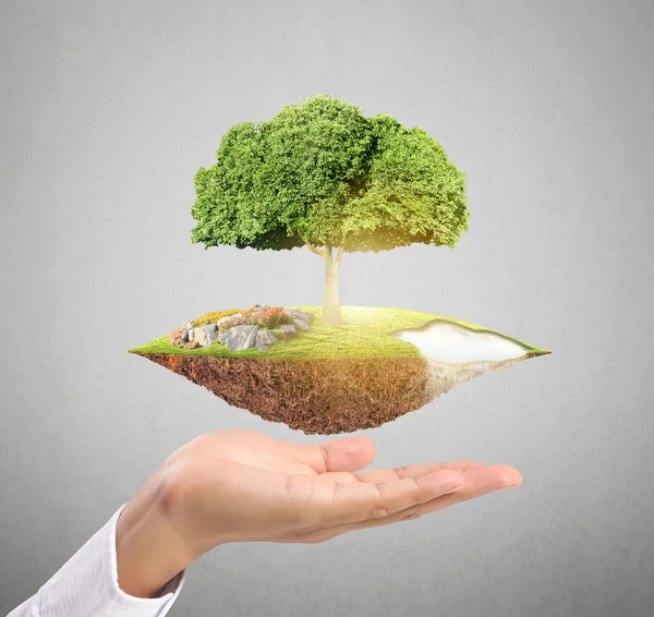 Holding big tree sprouting — Stock Photo, Image
