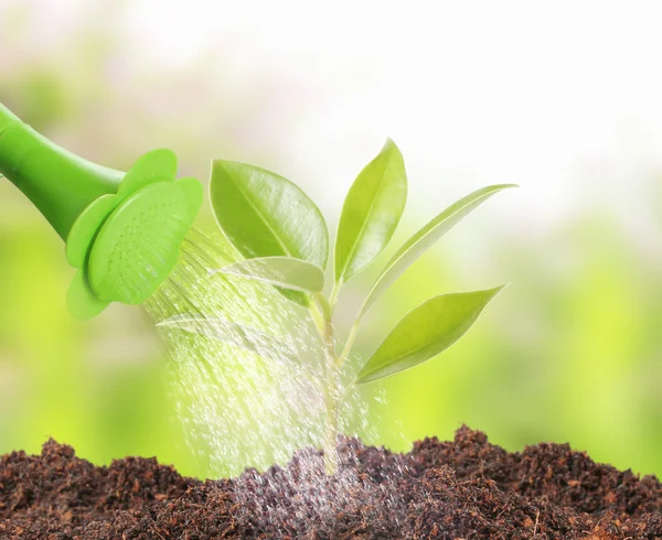 Young plant new life — Stock Photo, Image