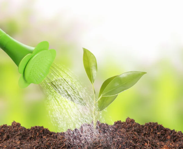 Young plant new life — Stock Photo, Image