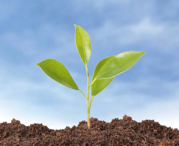 Young plant new life — Stock Photo, Image