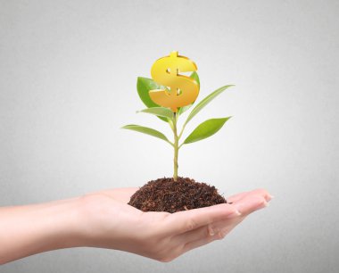 ağaç üzerinde büyüyen para