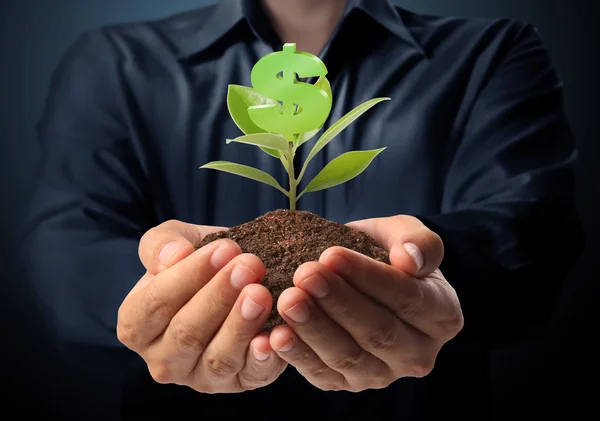 Geld wächst am Baum — Stockfoto