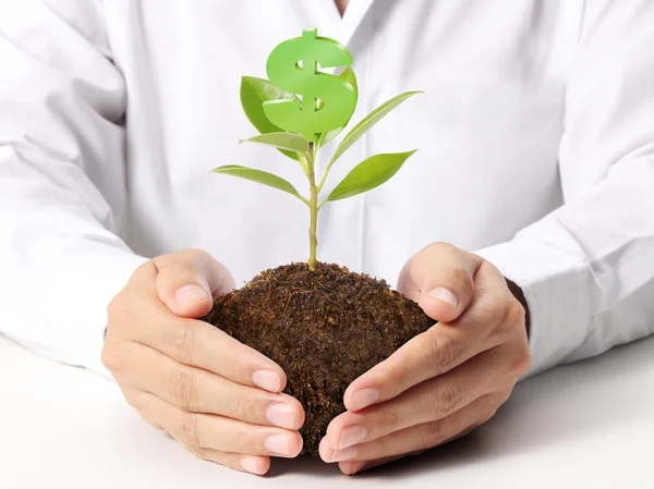 Money growing on tree — Stock Photo, Image