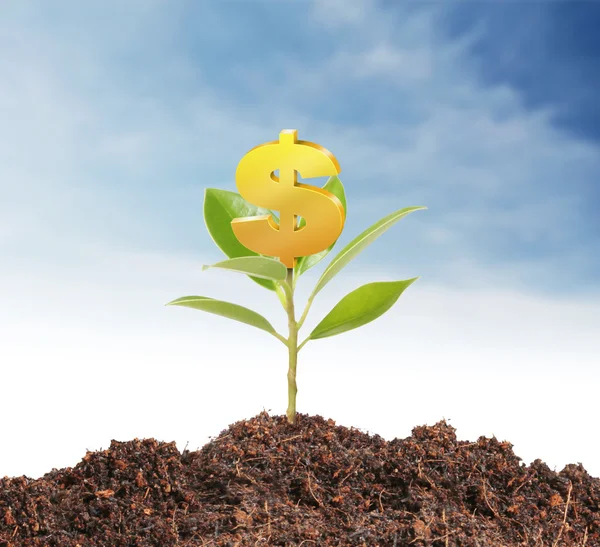 Geld wächst am Baum — Stockfoto