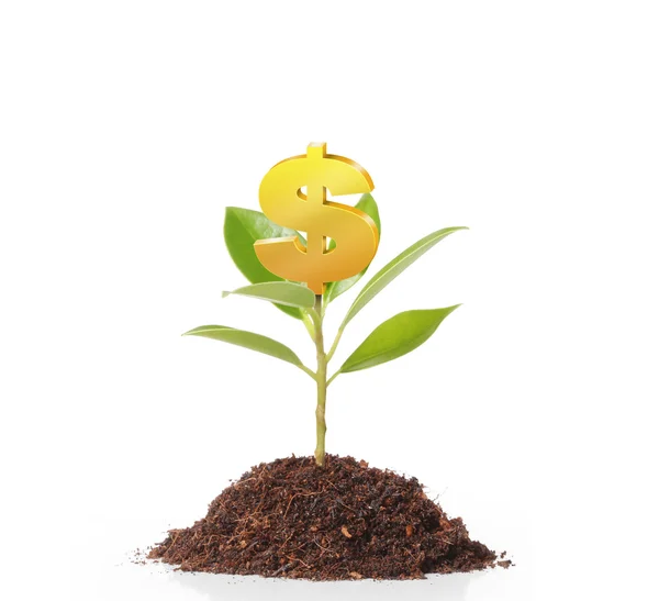 お金は木に成長しています。 — ストック写真