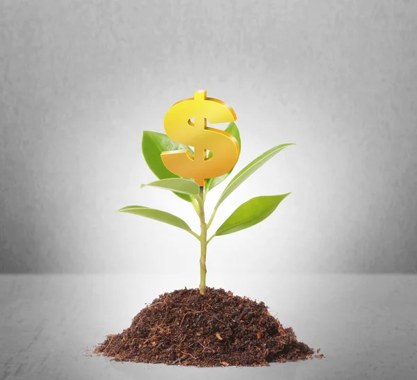 Money growing on tree — Stock Photo, Image