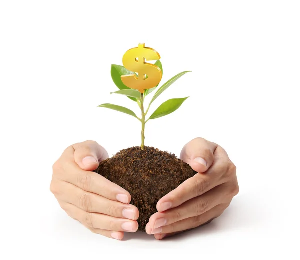 Dinero creciendo en el árbol — Foto de Stock