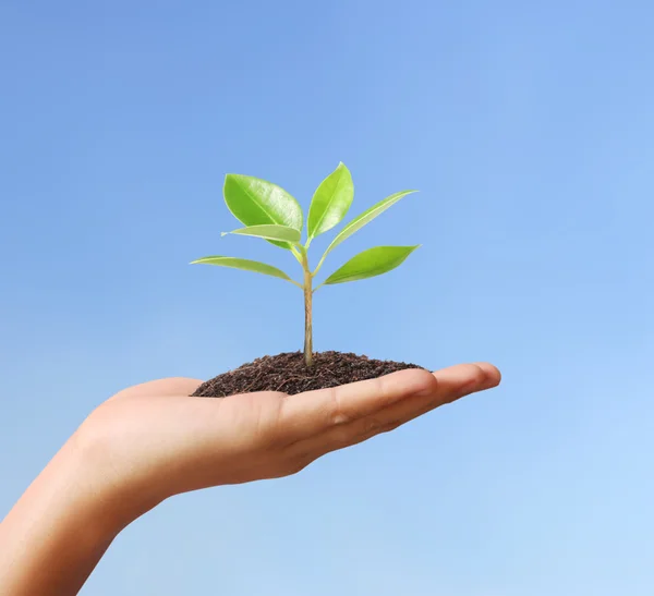 Hand holding plant — Stock Photo, Image