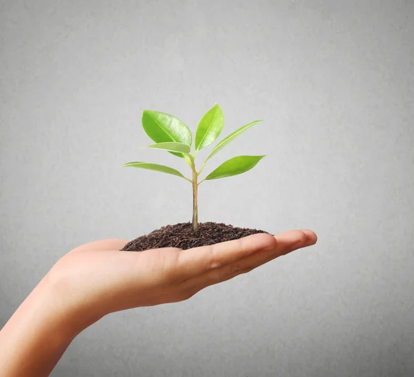 Hand holding plant — Stock Photo, Image