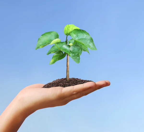 Hand holding plant — Stock Photo, Image