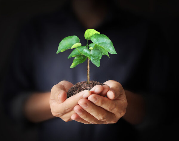 Man hands holding plant