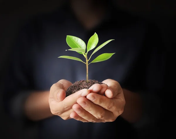 Man hands holding plant